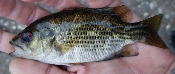 Species-Photo-RockBass2