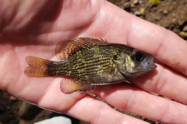 Isang imahe ng Rock Bass
