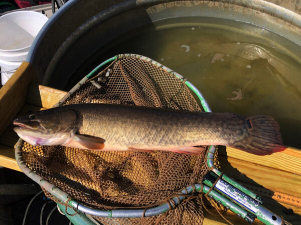 Isang imahe ng Bowfin