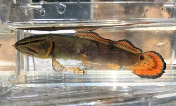 Isang juvenile na si Ruddy Bowfin. © Madison Cogar - DWR