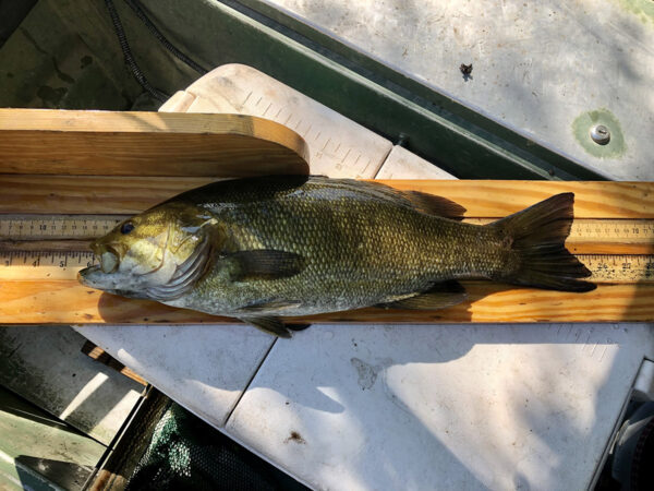 Isang imahe ng Smallmouth Bass