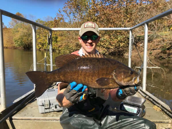 Ang Fisheries Biologist na si Tyler Young ay nagpapakita ng Smallmouth Bass na nakunan sa panahon ng isang survey ng isda sa komunidad ng taglagas.