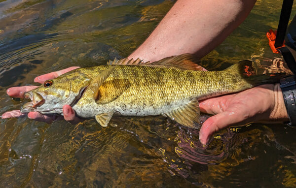 Isang imahe ng isang pre-spawn smallmouth bass upang ipakita ang reproductive na kulay
