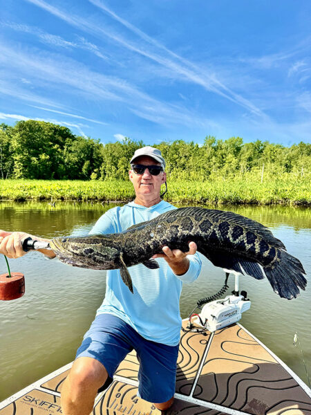 Isang imahe ng Northern Snakehead