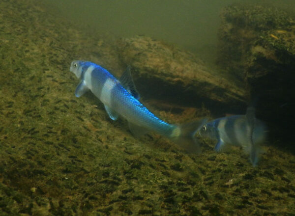 Isang imahe ng Spotfin Chub