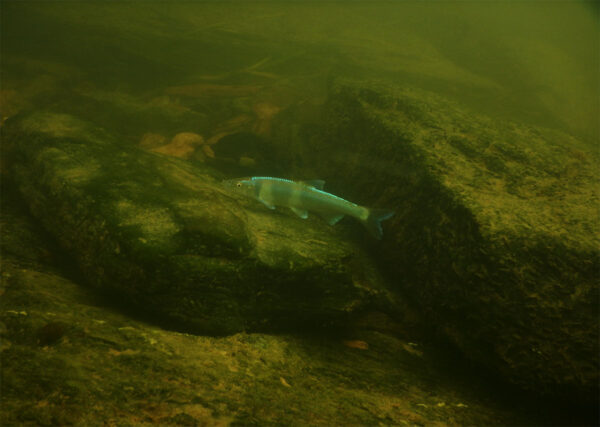 Isang Spotfin Chub na nagtutuklas sa benthic zone para sa pagkain.