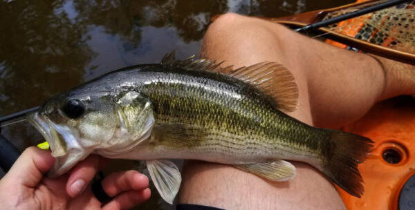 Isang imahe ng Spotted Bass