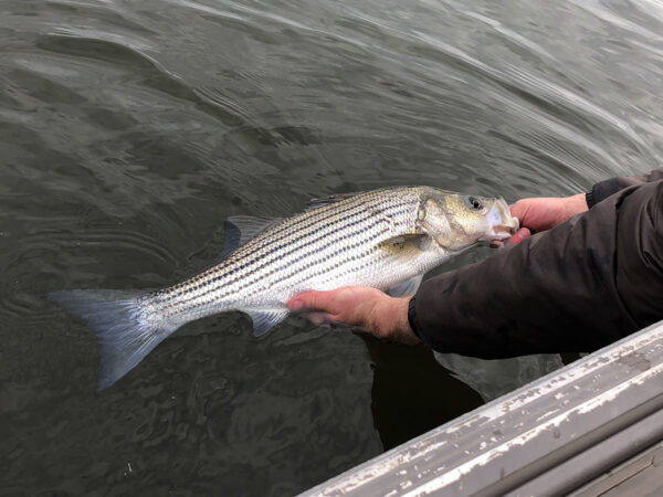 Isang imahe ng Striped Bass