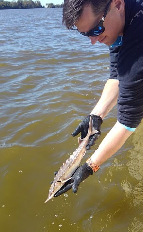 Lalaking may hawak na maliit na juvenile Atlantic Sturgeon, halos isang talampakan ang haba, sa ibabaw mismo ng tubig.