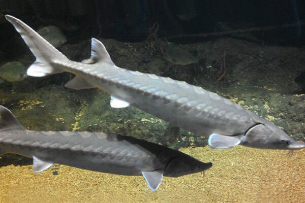 Isang imahe ng Atlantic Sturgeon