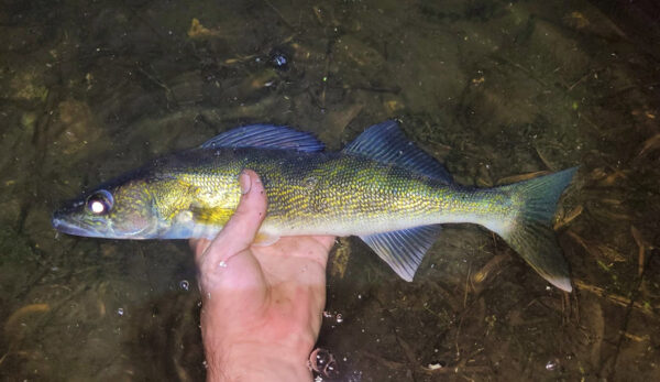 Isang kamay na may hawak na katamtamang laki ng walleye, isang gradient ng light to dark green fish, sa ilalim lang ng tubig.