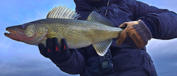 Isang lalaking may hawak na walleye na pahalang para sa camera.