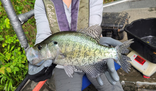 Isang imahe ng White Crappie