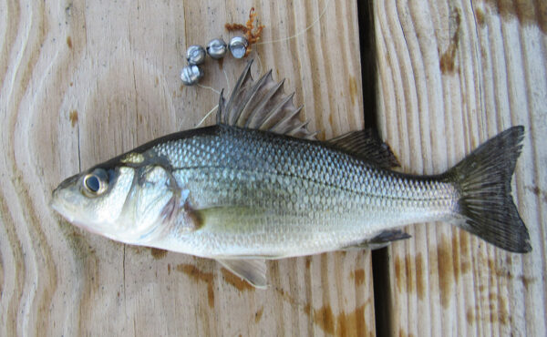 Isang imahe ng White Perch