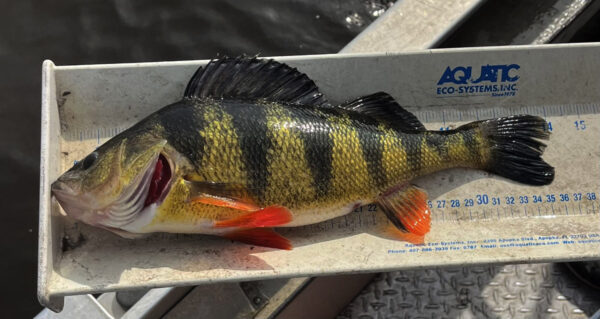 Sinusukat ang isang Yellow Perch. © DCR Healthy Waters Program / VCU INSTAR