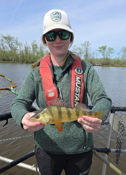 Ipinakita ni Alex Holliday, Technician ng Passage ng Isda, ang isang Yellow Perch bago ito pinakawalan pabalik sa tubig.