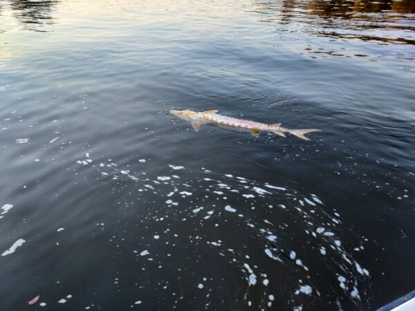 Isang lumulutang na bangkay ng Atlantic Sturgeon