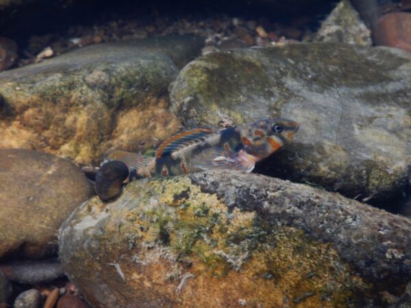 Isang Candy Darter ang dumapo sa cobble