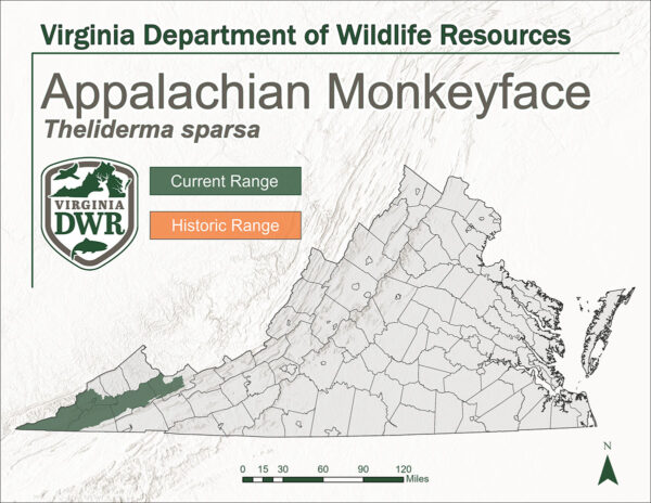 Pamamahagi ng Appalachian Monkeyface sa Virginia