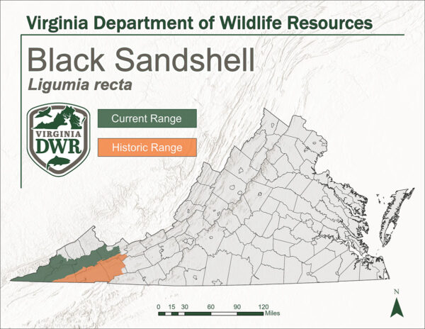 Isang mapa ng Virginia na naghahasik ng kasalukuyan at makasaysayang hanay ng black sandshell. Sila ay naninirahan at naninirahan sa kanlurang bahagi ng estado.