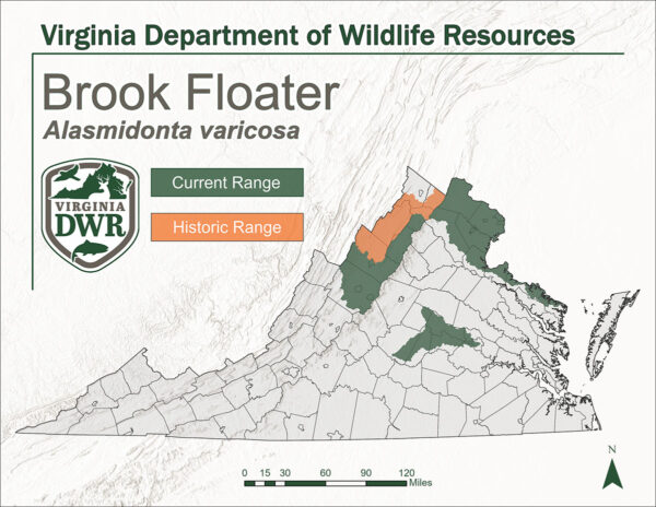 Mapa ng Virginia na nagpapakita ng hanay ng tirahan ng Brook Floaters. Ang makasaysayang hanay ay Northern Virginia, ang kasalukuyang hanay ay Northern Virginia at isang maliit na bahagi ng Central Virginia.