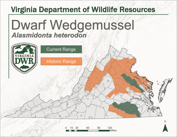 Mapa ng Virginia na nagpapakita ng tirahan ng Dwarf Wedgemussel. Ang Makasaysayang hanay ay nasa Hilaga at bahagi ng Central at Western Central na bulubundukin. Ang Kasalukuyang hanay ay lumiit at nasa dulong timog lamang at bahagyang Hilaga ng Central patungo sa bay area.