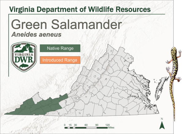 Green salamander native range - Kanlurang dulo ng Virginia.