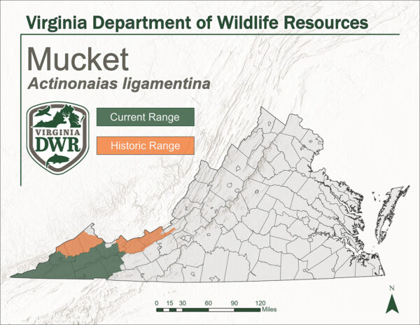 Pamamahagi ng Mucket sa loob ng Virginia