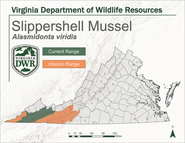 Isang mapa ng Virginia na nagpapakita ng kasalukuyan at makasaysayang hanay ng Slippershell Mussel. Ang parehong hanay ay nasa dulong kanlurang punto ng estado.