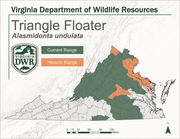 Isang mapa ng Virginia na nagpapakita ng kasalukuyan at makasaysayang hanay ng Triangle Floater. Ipinapakita nito ang makasaysayang hanay na gitna at hilagang virginia at ang kasalukuyang hanay ay nasa gitnang virignia at umaabot sa karamihan ng hilagang hanggang gitnang hanay ng bundok.