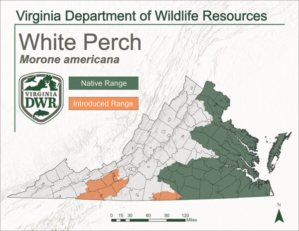 Mapa ng virginia na nagpapakita kung aling mga lugar ang hanay ng white perch. Ito ay katutubong sa gitnang bahagi ng silangang bahagi o mga estado at ipinakilala sa mga bahagi ng kalagitnaan ng timog kanlurang bahagi ng estado.