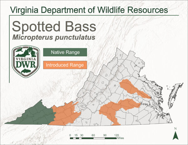 Isang mapa na nagpapakita ng hanay ng tirahan sa buong Virginia ng Spotted Bass.