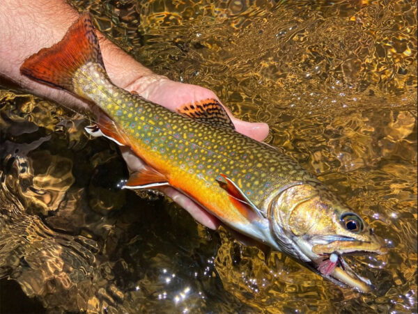 Isang Brook Trout ang nahuli sa isang tuyong langaw