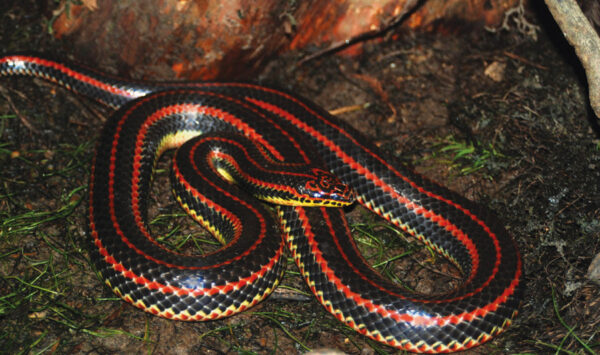Isang imahe ng Common Rainbow Snake