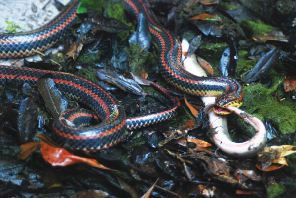 Isang adult na Common Rainbow Snake na may bagong huli na American Eel. 