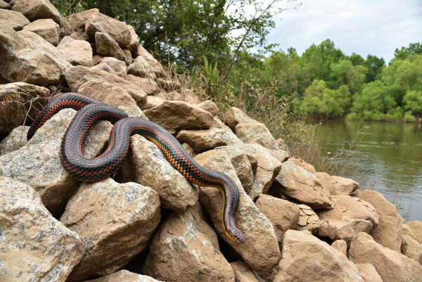 Isang Karaniwang Rainbow Snake sa bahay sa tabi ng tabing ilog.