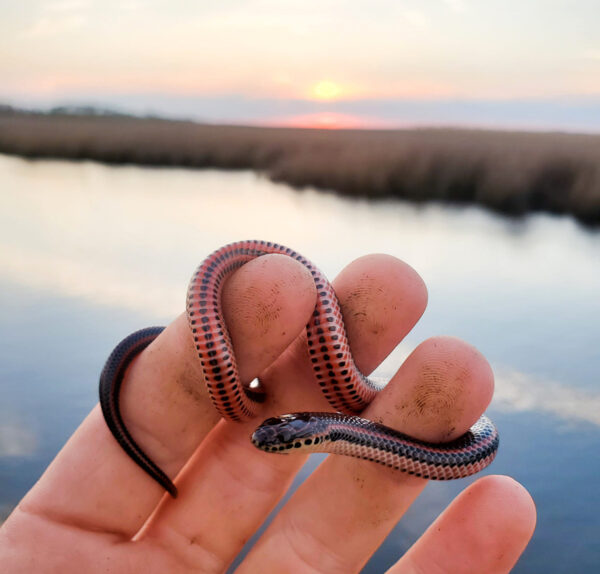 Isang juvenile Common Rainbow Snake na natagpuan sa baybayin ng Virginia. Larawan ni © Myles Masterson