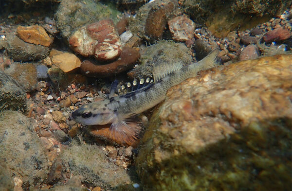 Isang imahe ng Duskytail Darter