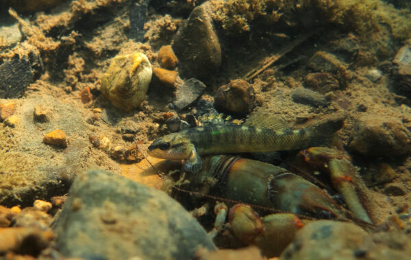 Isang Duskytail Darter sa bahay sa gitna ng stream-bottom.