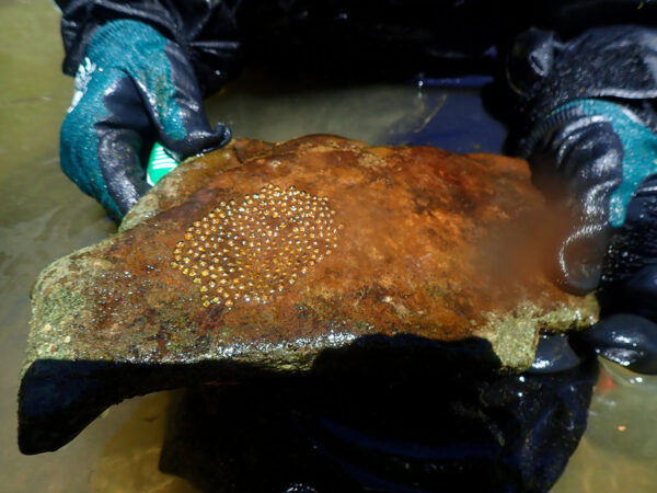 Isang DWR aquatic biologist ang nagpapakita ng Duskytail Darter nesting rock.
