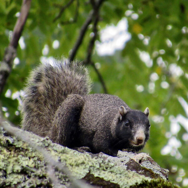 Isang Southeastern Fox Squirrel ang nakaupo sa isang malaking puno. Larawan ni © Donna Raadt