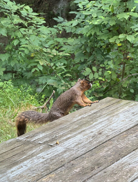 Isang imahe ng Southeastern Fox Squirrel