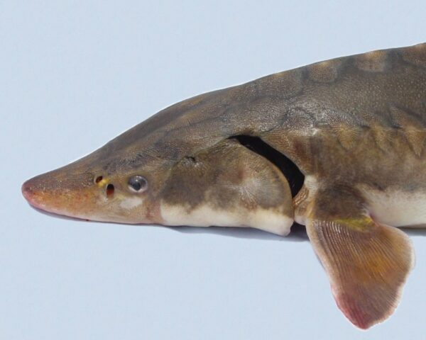 Isang imahe ng Shortnose Sturgeon