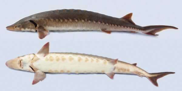 Shortnose Sturgeon kung titingnan mula sa gilid at ibaba.