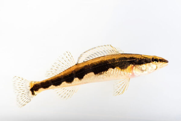 Isang imahe ng Sickle Darter