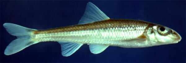 Isang imahe ng Slender Chub