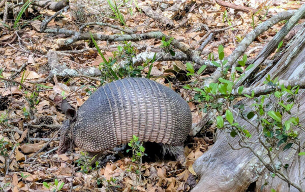 Isang imahe ng Nine-Banded Armadillo