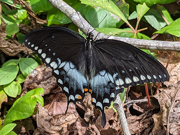 Ang spicebush swallowtail ay isa sa mga species na karaniwang matatagpuan sa buong parke. Credit ng Larawan: Hilda LeStrange