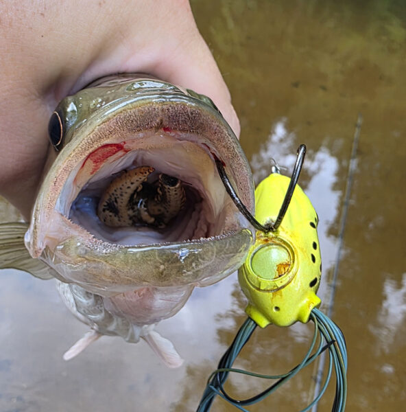 Isang Spotted Bass na may crayfish sa lalamunan na isa pa ring pang-akit na palaka sa ibabaw ng tubig.