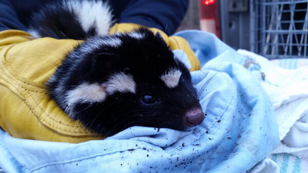 Isang imahe ng Eastern Spotted Skunk